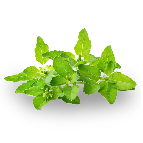 51 leaves